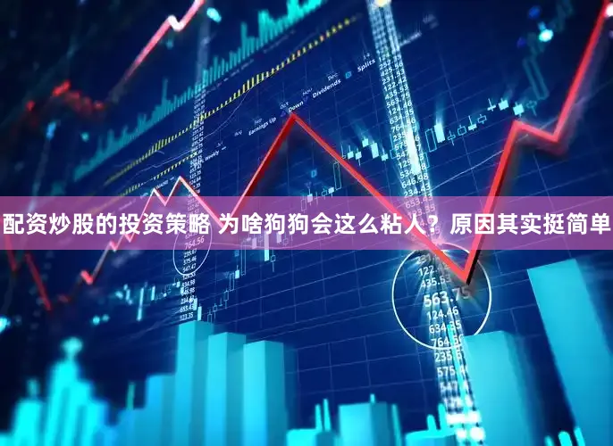 配资炒股的投资策略 为啥狗狗会这么粘人？原因其实挺简单